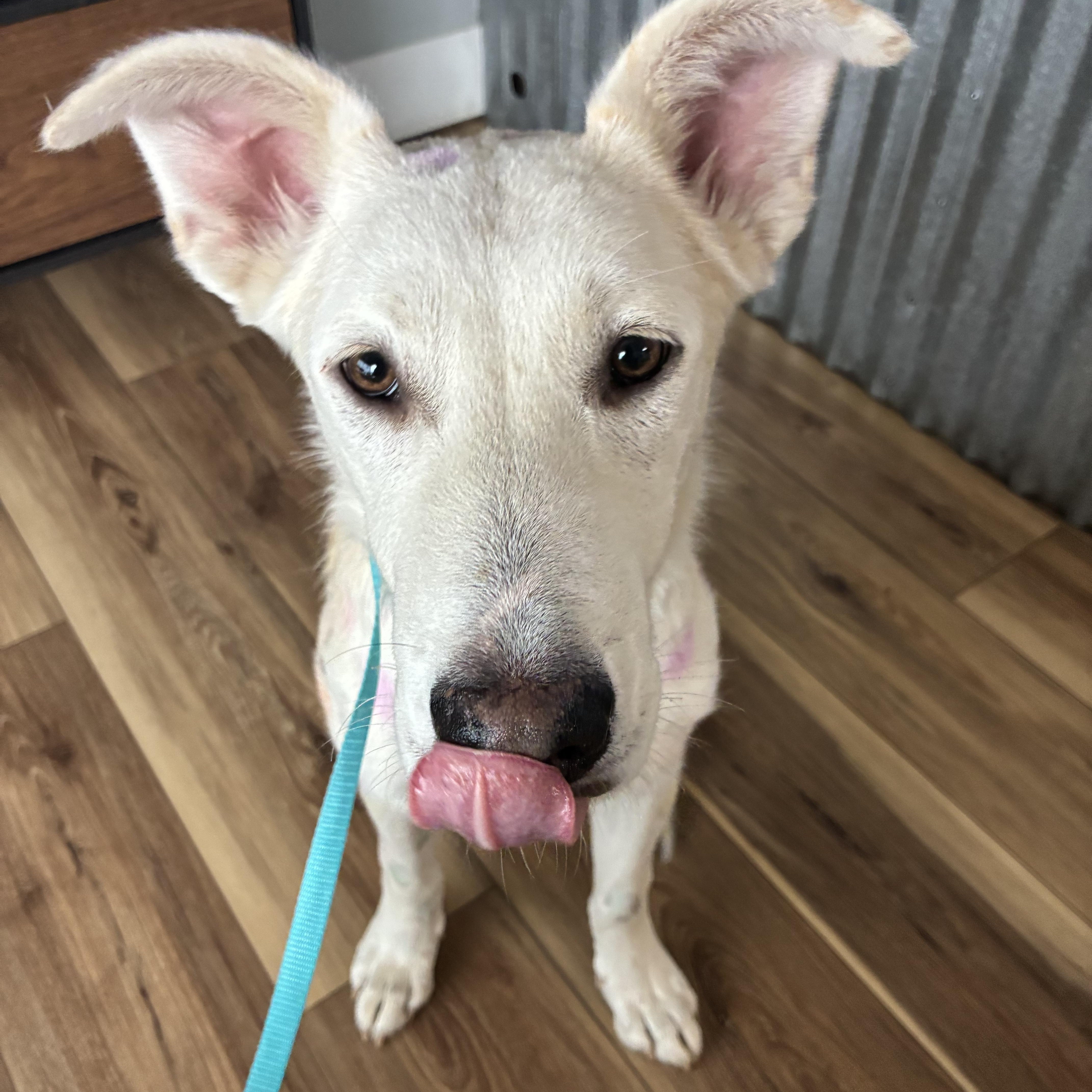 Enlarge Toby, an adoptable mixed breed in Los Osos, CA image 2/6