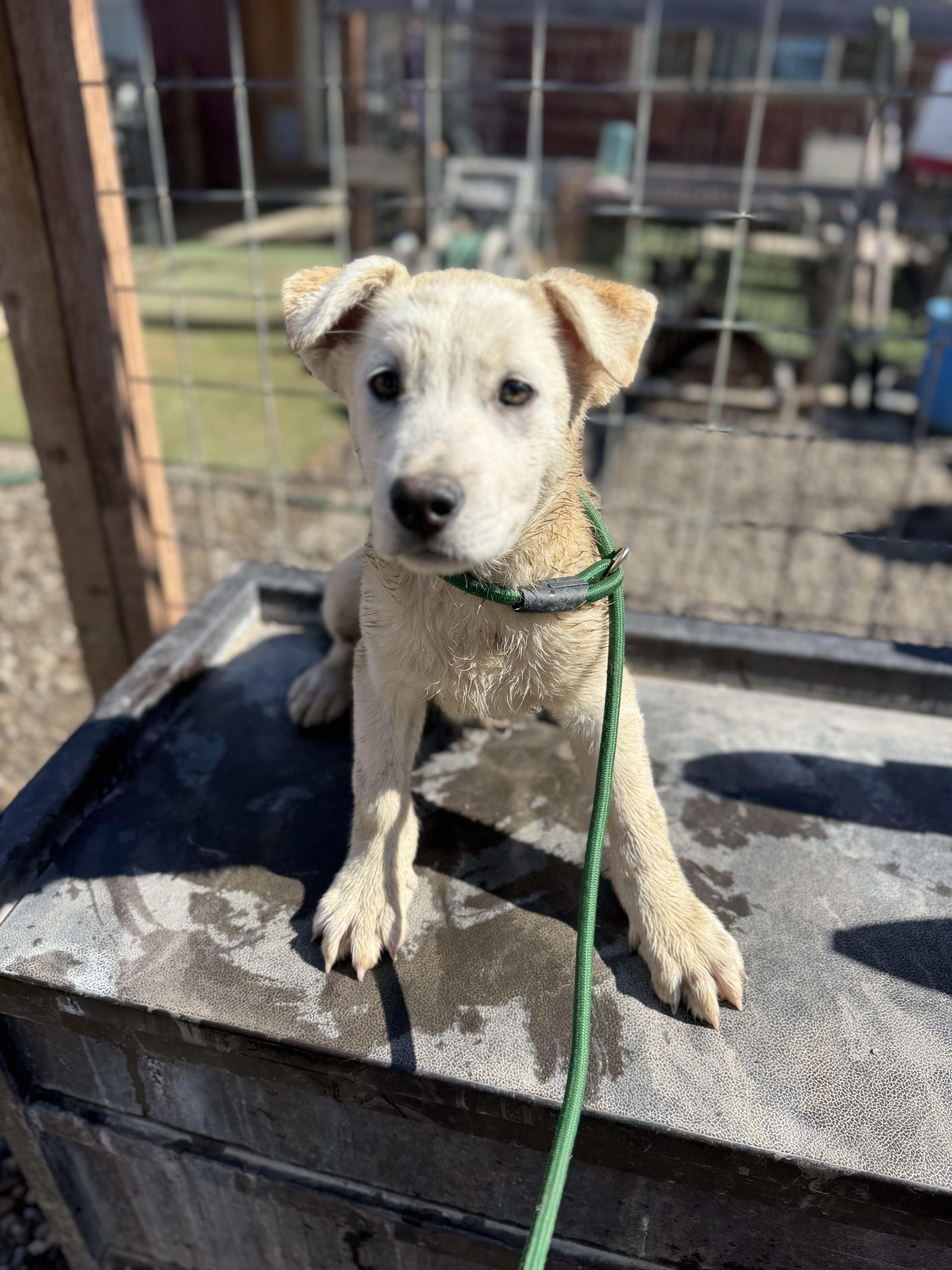Enlarge Dustin, a ADOPTABLE mixed breed in Aliso Viejo, CA image 3/5