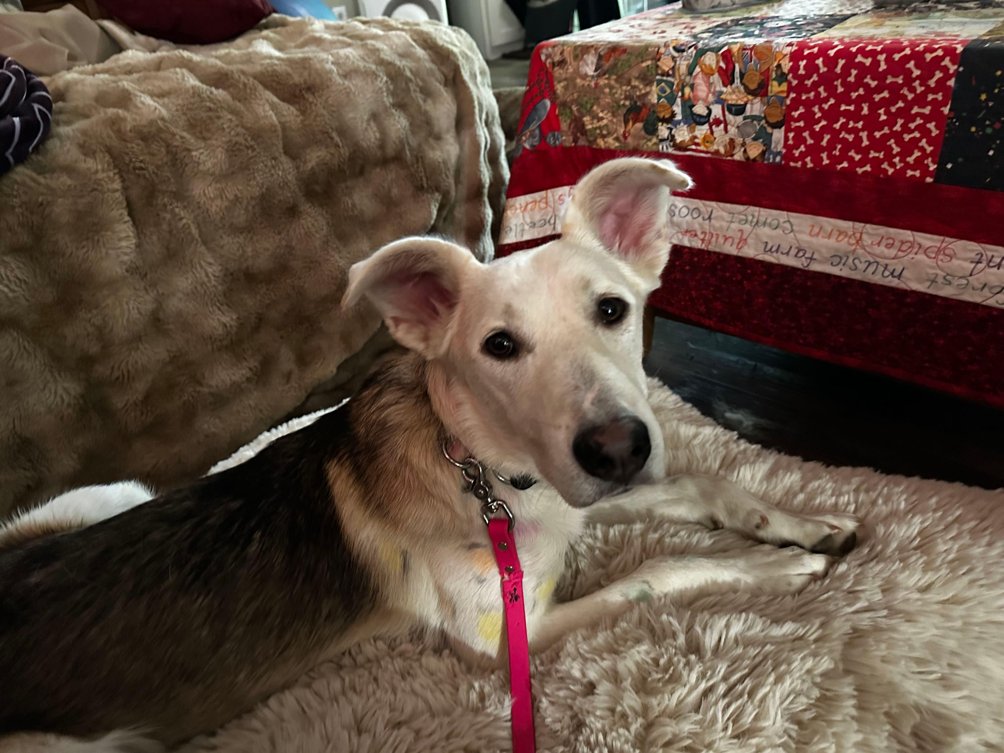 Enlarge Toby, an adoptable mixed breed in Los Osos, CA image 6/6