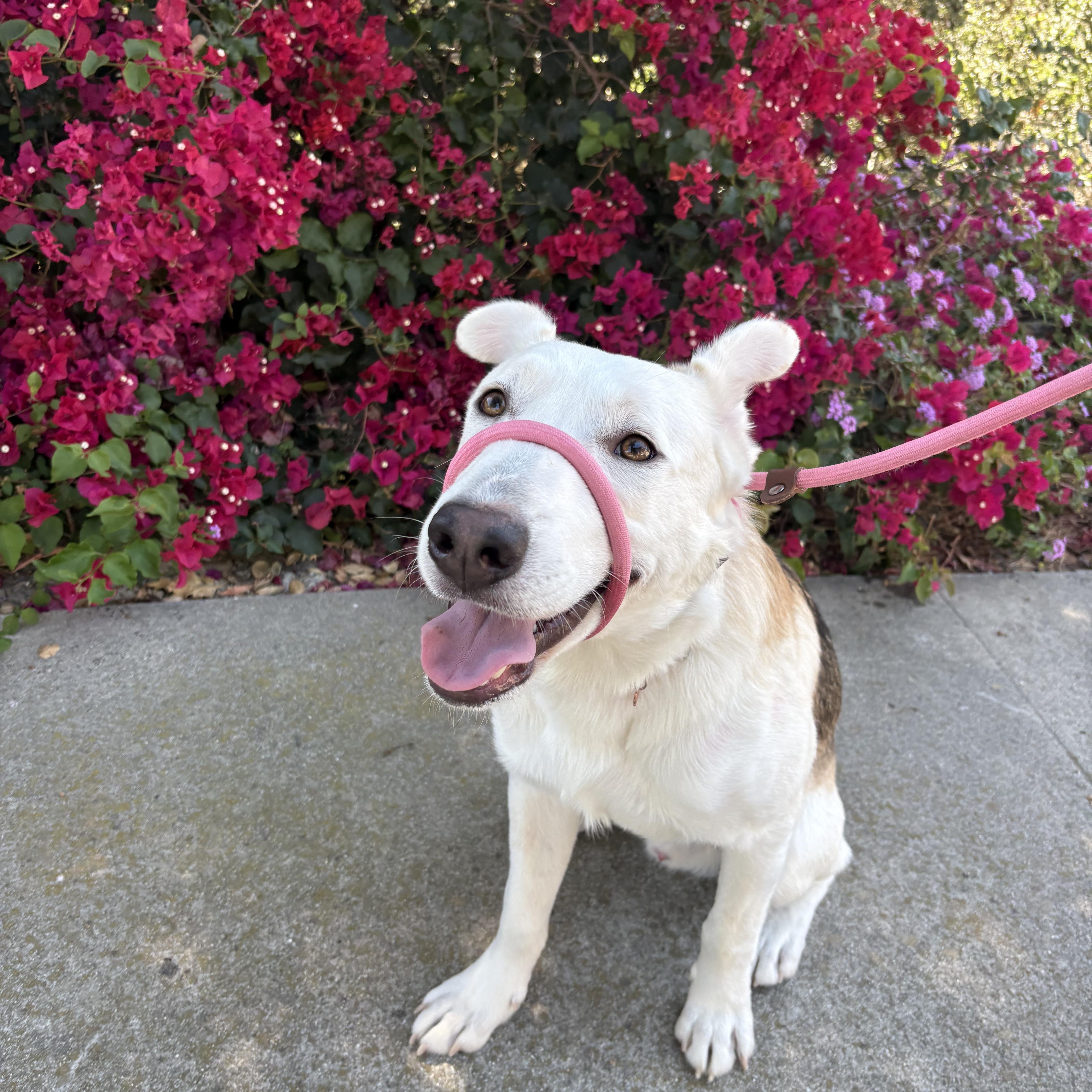 Enlarge Toby, an adoptable mixed breed in Los Osos, CA image 5/6