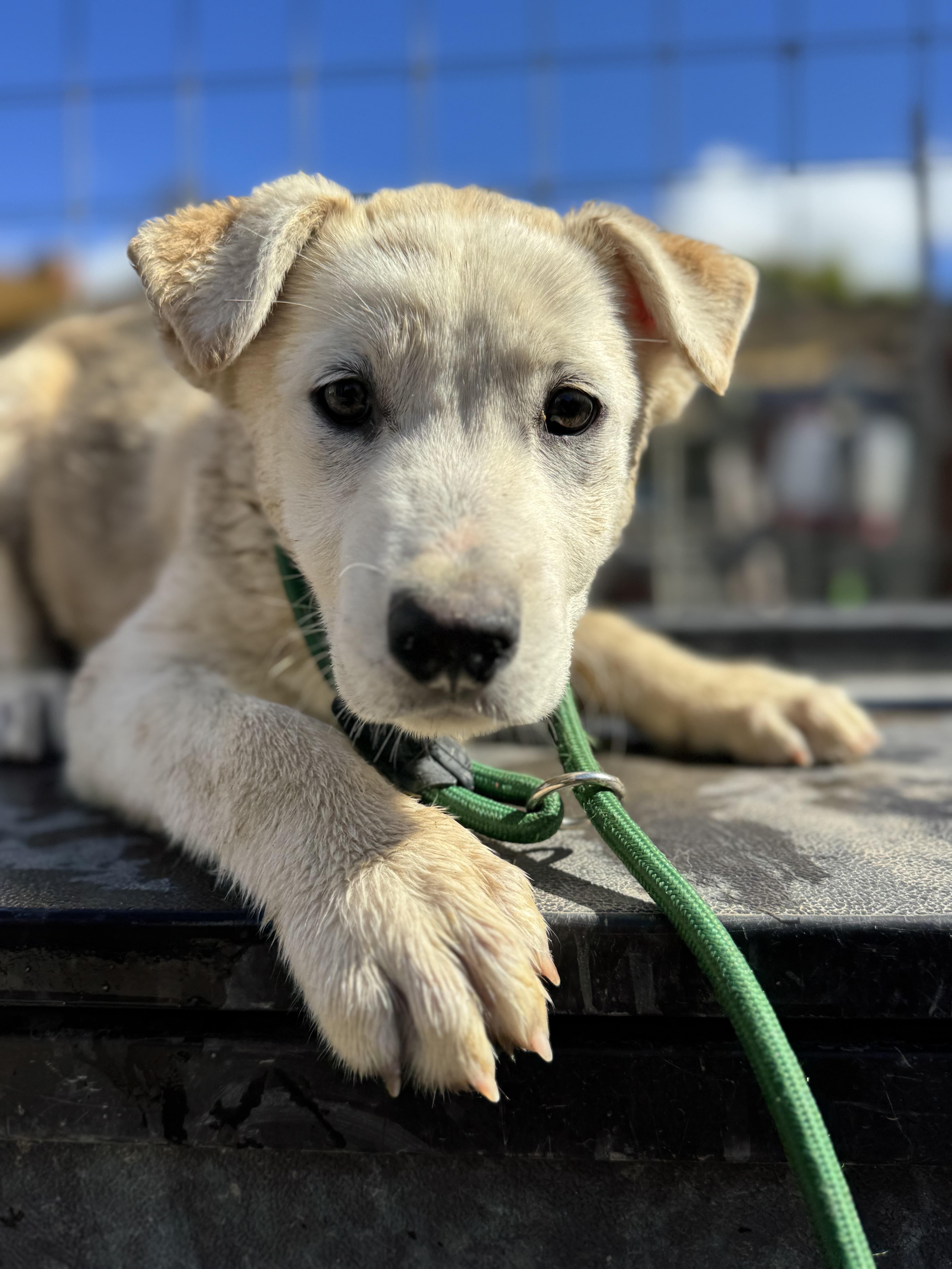 Enlarge Dustin, a ADOPTABLE mixed breed in Aliso Viejo, CA image 2/5