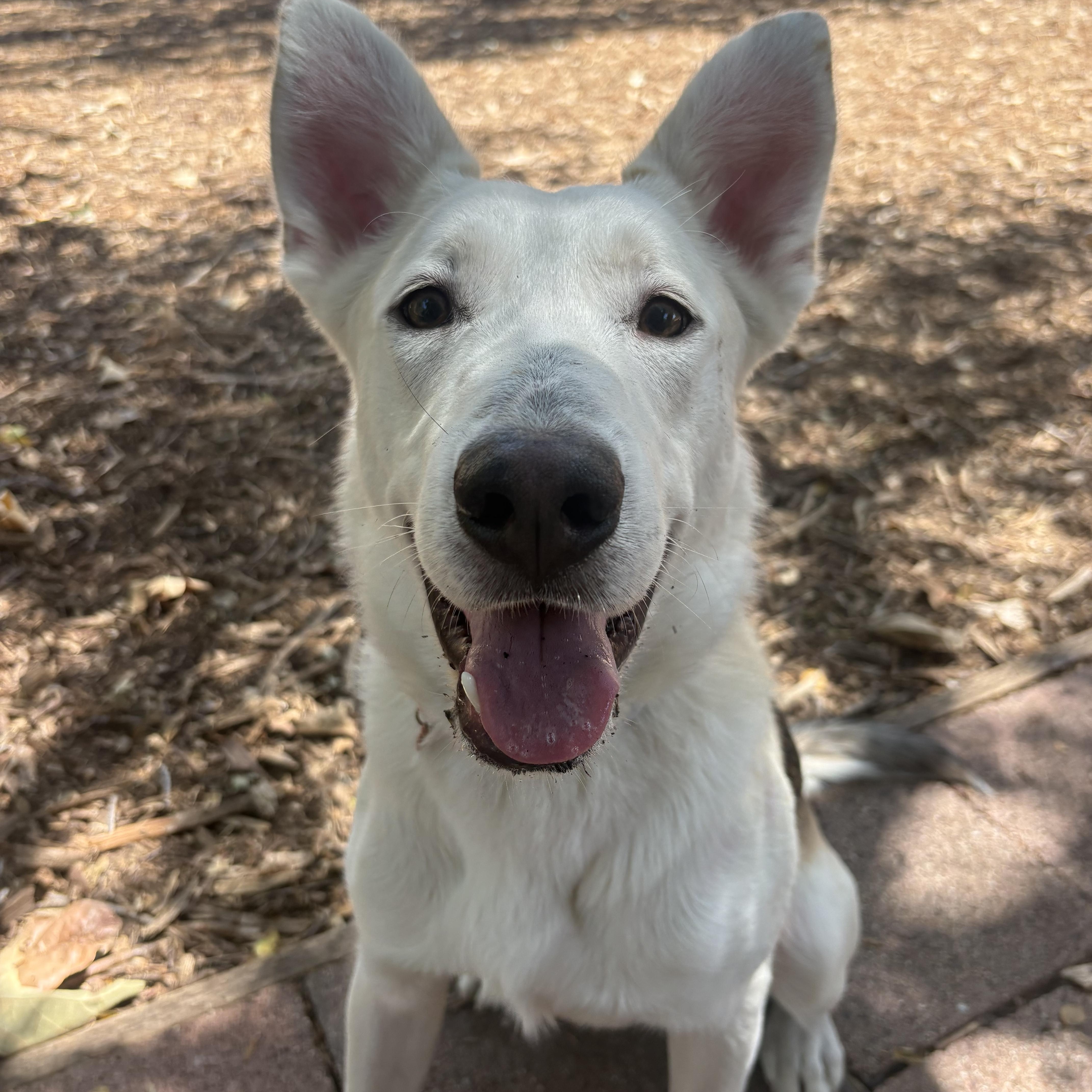 Enlarge Toby, an adoptable mixed breed in Los Osos, CA image 1/6