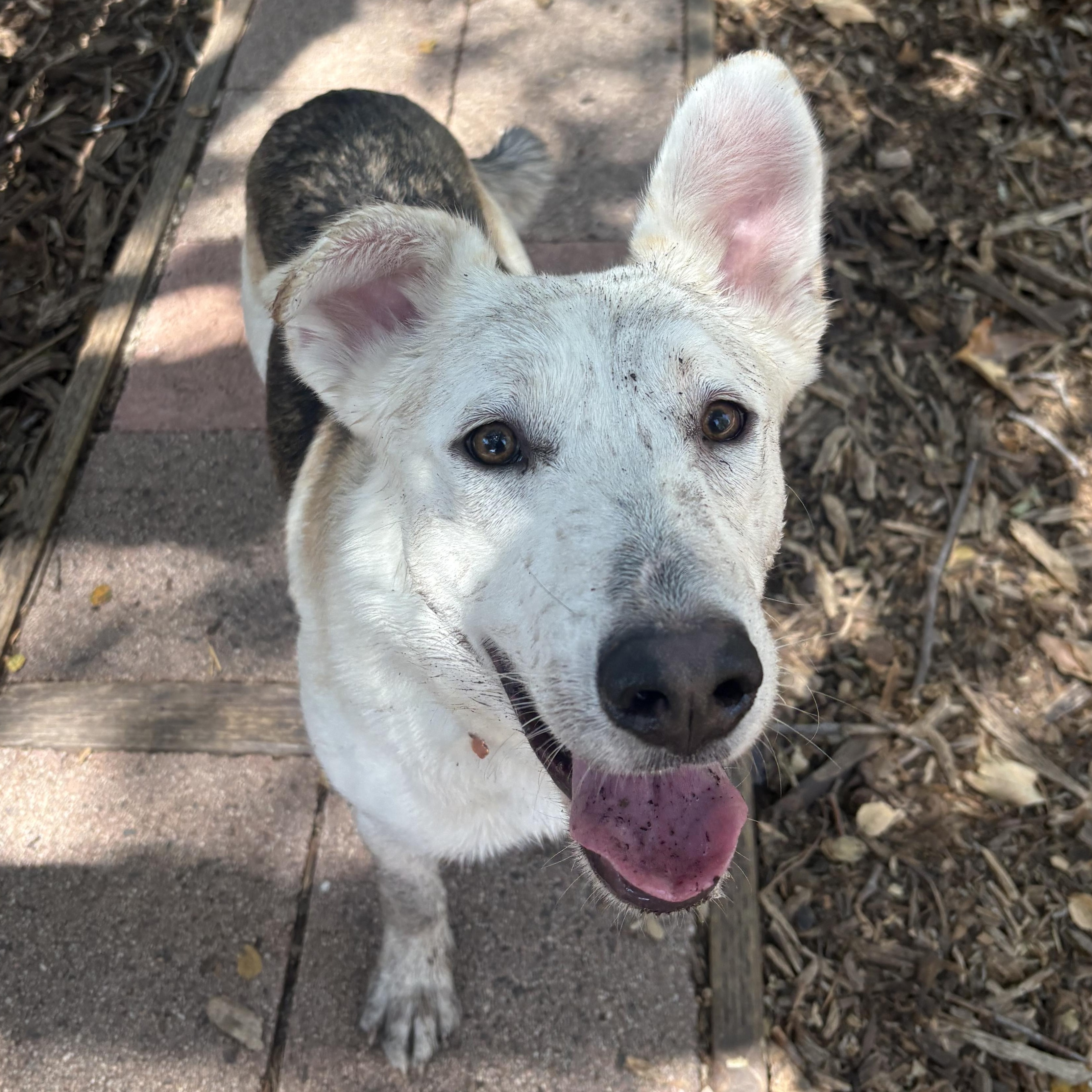 Enlarge Toby, an adoptable mixed breed in Los Osos, CA image 4/6