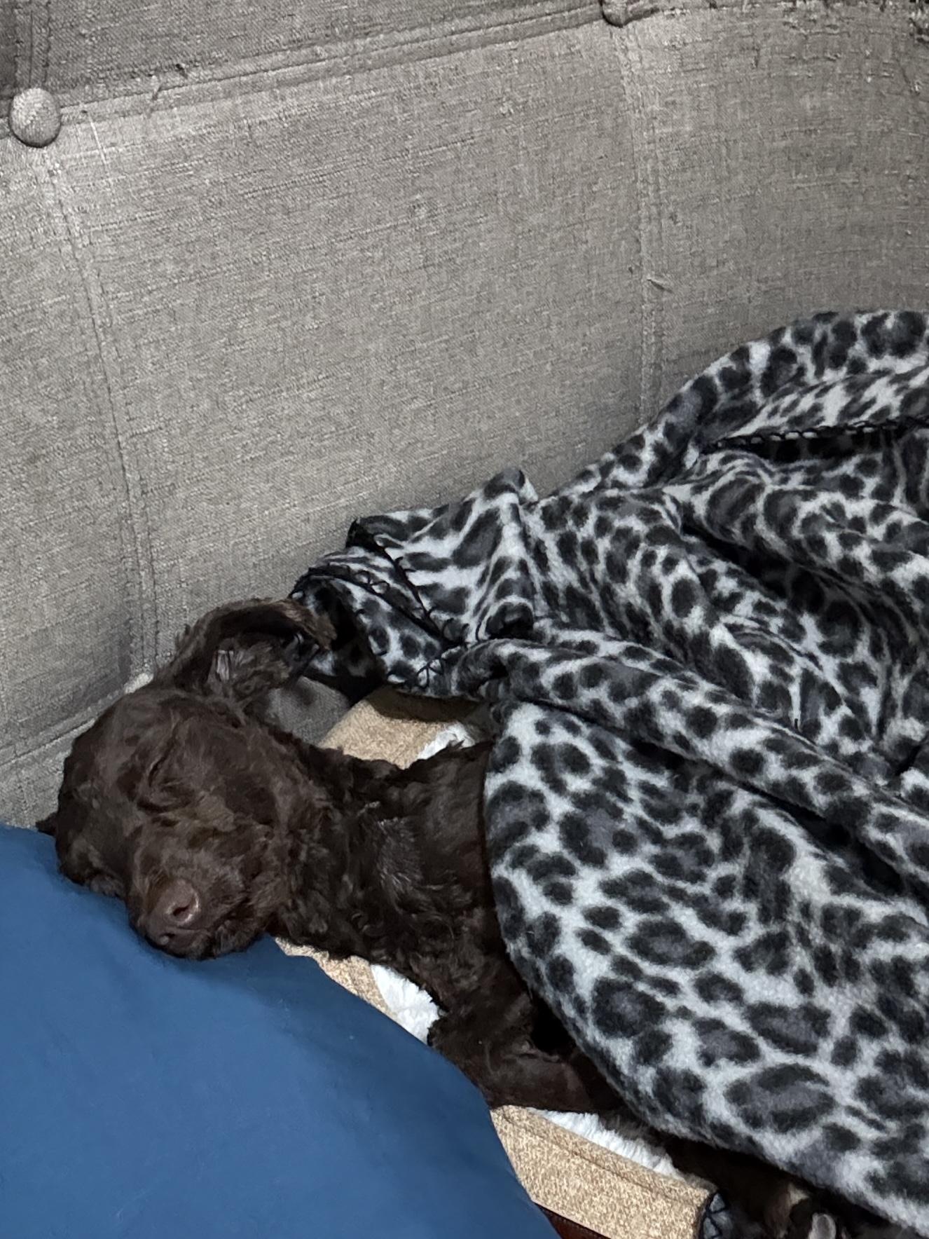 KIT KAT, adopted, Young Female Poodle.