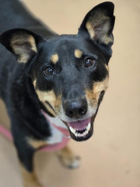 Mateo, ADOPTABLE, Adult • Male, Australian Kelpie.