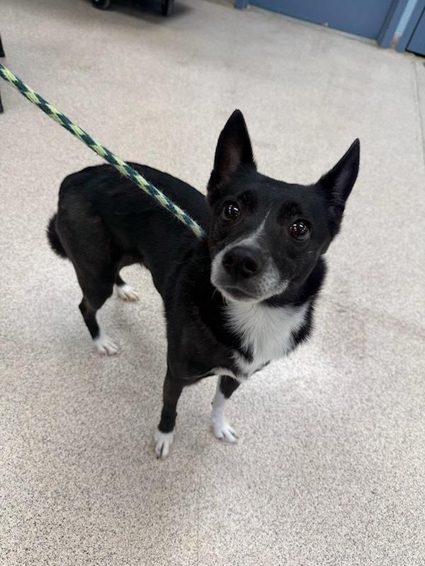 Enlarge Cherry, an adopted mixed breed in Teterboro, NJ image 1/1