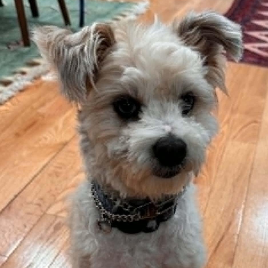Enlarge Benji, a ADOPTABLE mixed breed in Cherry Hill, NJ image 2/6