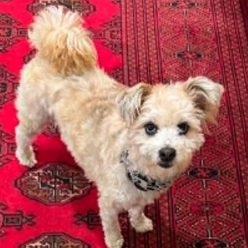 Enlarge Benji, a ADOPTABLE mixed breed in Cherry Hill, NJ image 4/6