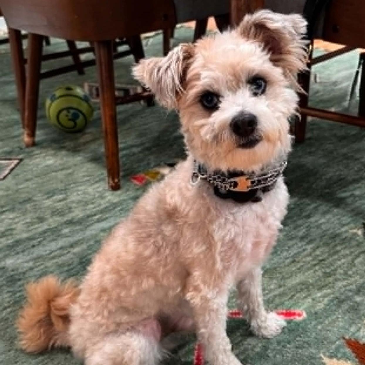 Benji, ADOPTABLE, Young Male Yorkshire Terrier.