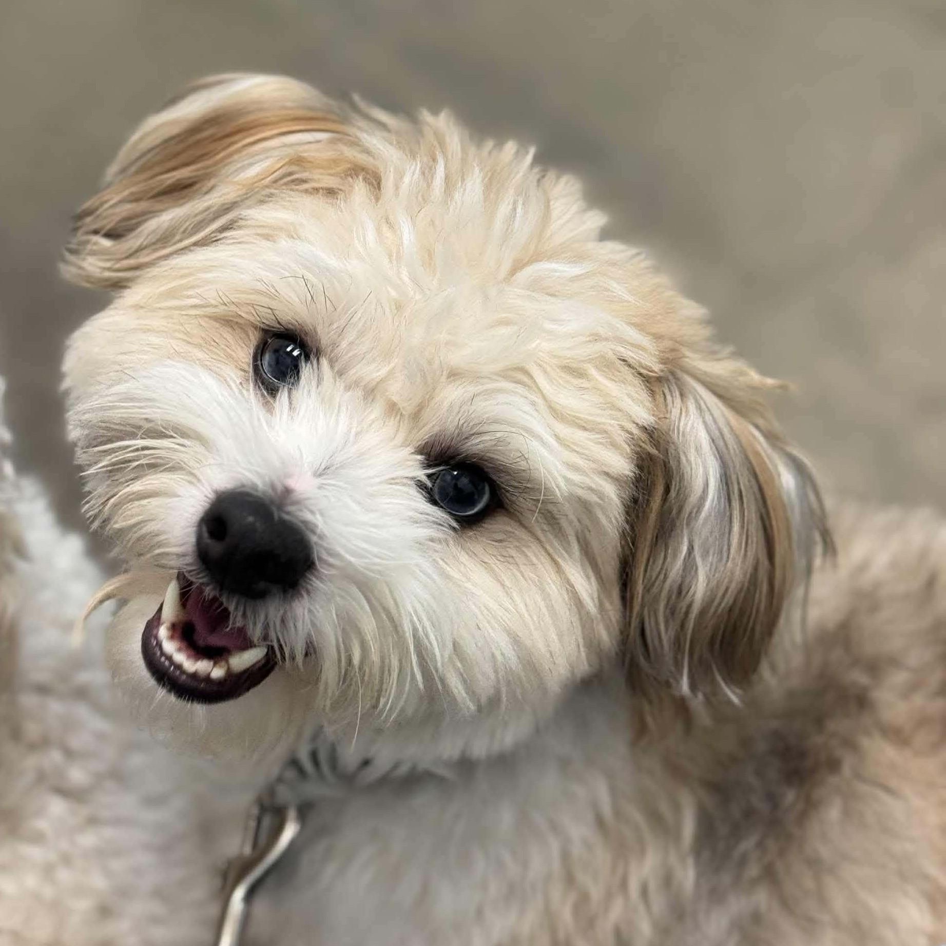 Enlarge Benji, a ADOPTABLE mixed breed in Cherry Hill, NJ image 3/6