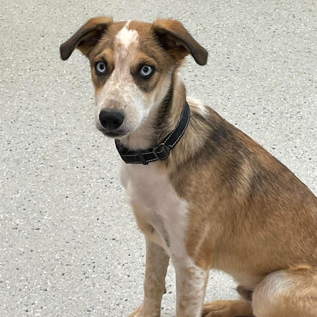 Ozzy, Adoptable, Young Male Mixed Breed.