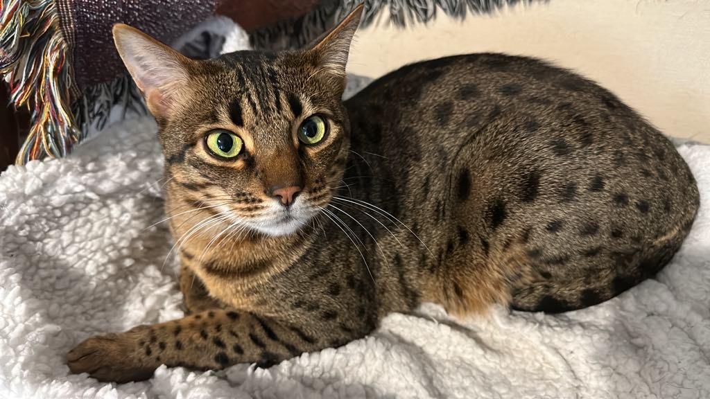 Enlarge Loki, a Adopted Bengal in Bolton, ON image 2/6
