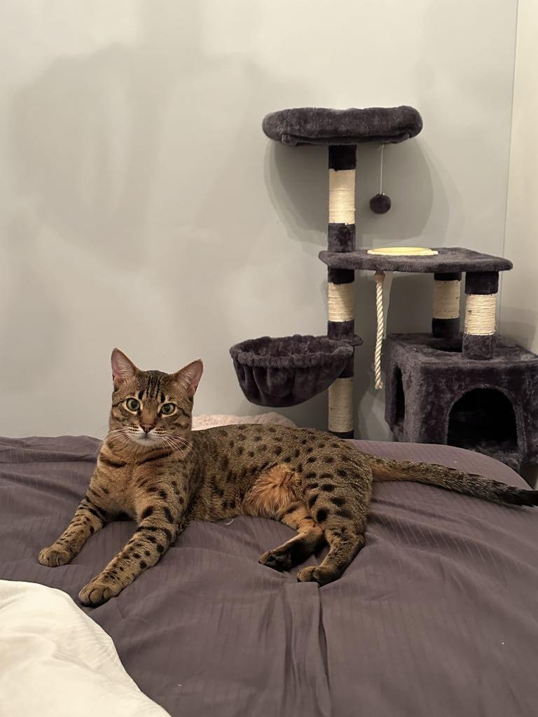 Enlarge Loki, a Adopted Bengal in Bolton, ON image 6/6