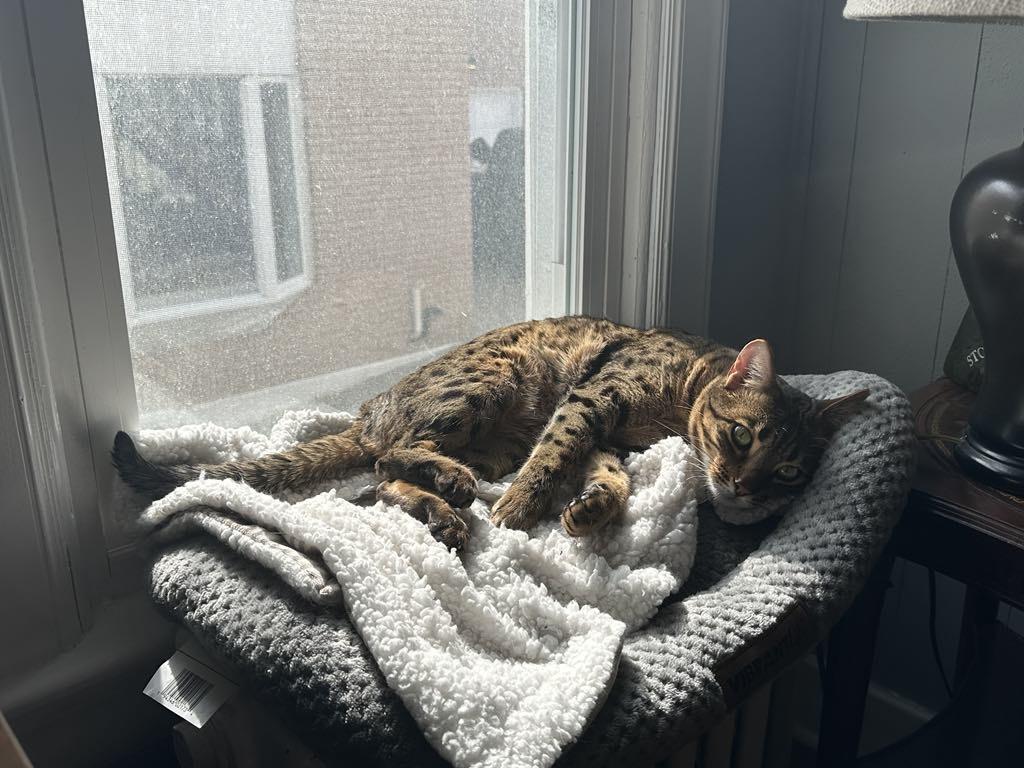 Enlarge Loki, a Adopted Bengal in Bolton, ON image 5/6