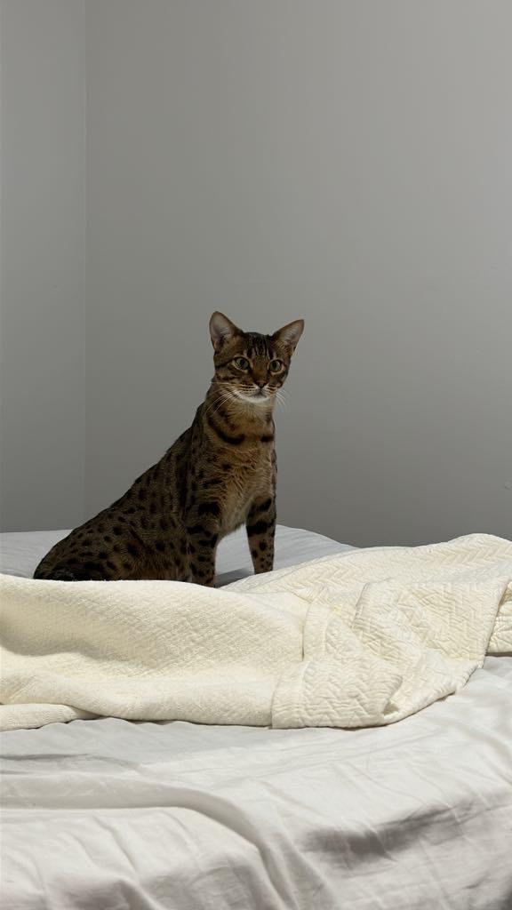 Enlarge Loki, a Adopted Bengal in Bolton, ON image 3/6
