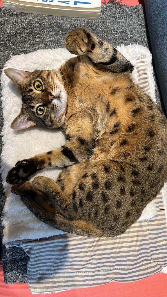 Loki, Adopted, Adult Male Bengal.