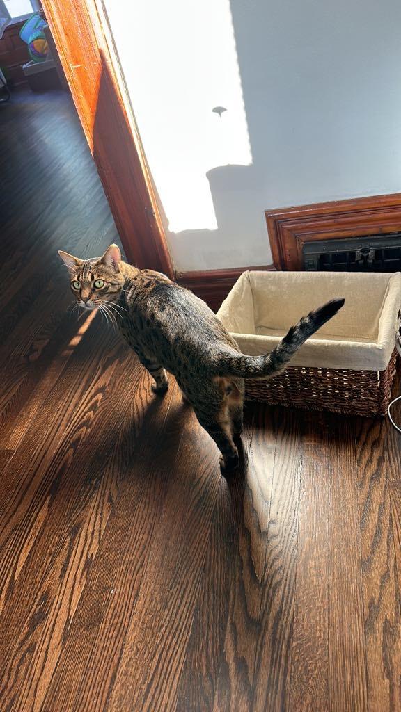 Enlarge Loki, a Adopted Bengal in Bolton, ON image 4/6