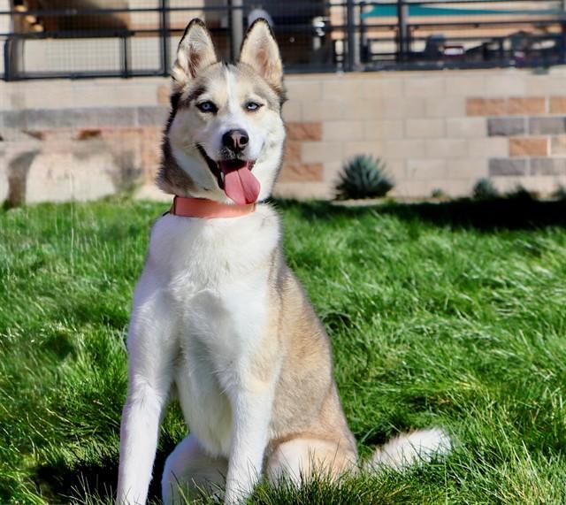 Enlarge MONA LISA, a Adoptable Siberian Husky in San Luis Obispo, CA image 1/1