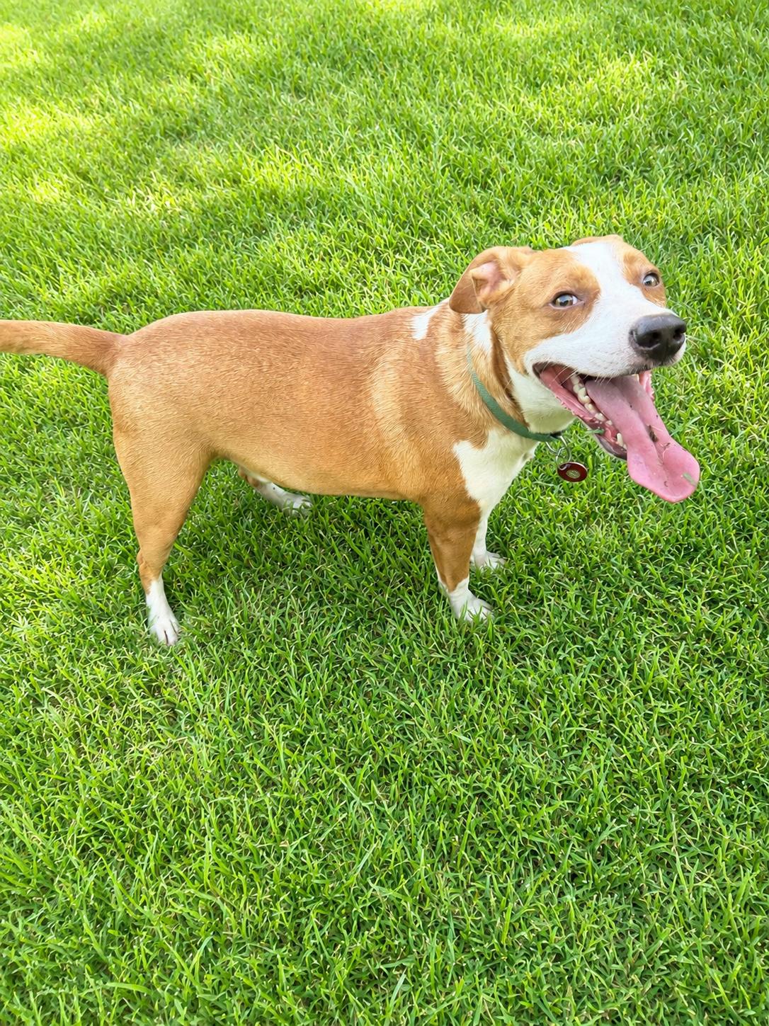 Mark Faith, Adoptable, Adult Male Pit Bull Terrier & Terrier.
