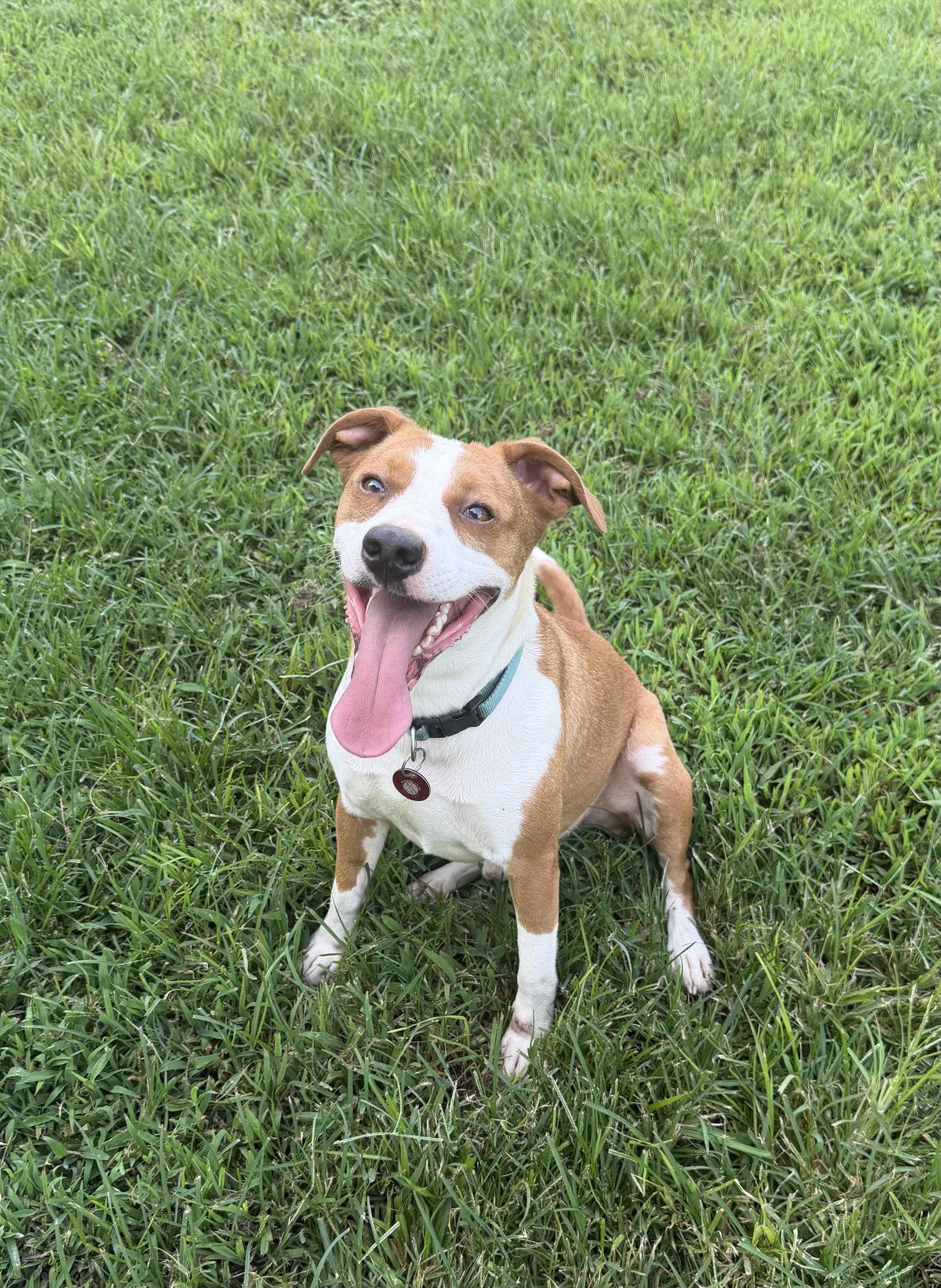 Enlarge Mark Faith, a Adoptable mixed breed in Nashville, TN image 2/3