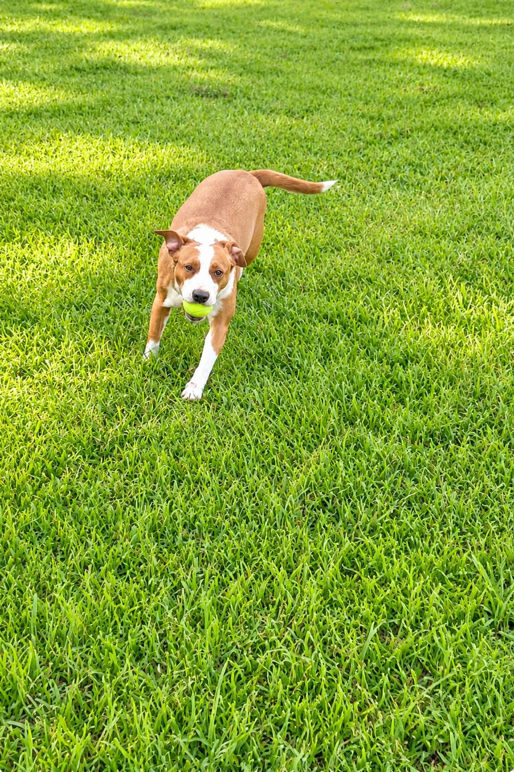 Enlarge Mark Faith, a Adoptable mixed breed in Nashville, TN image 3/3
