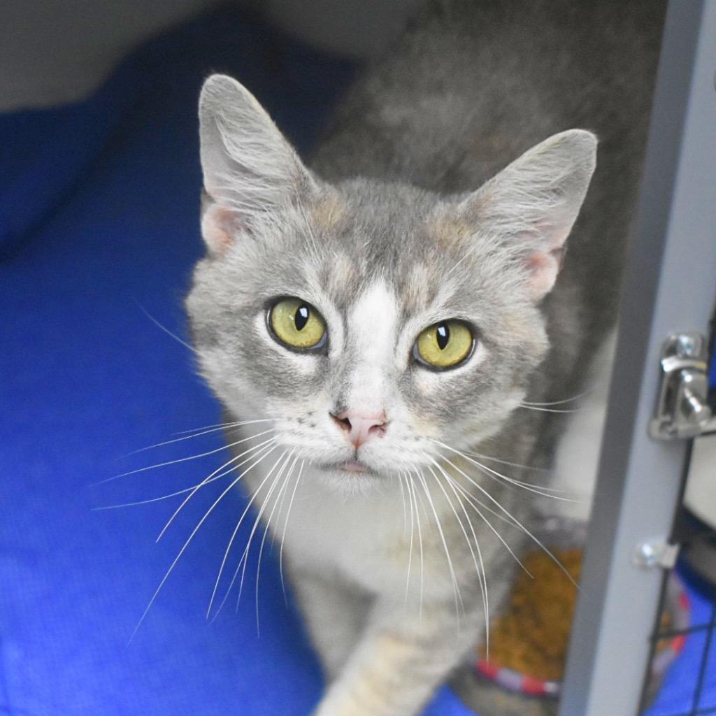 Auggie, Adoptable, Young Male Domestic Short Hair.