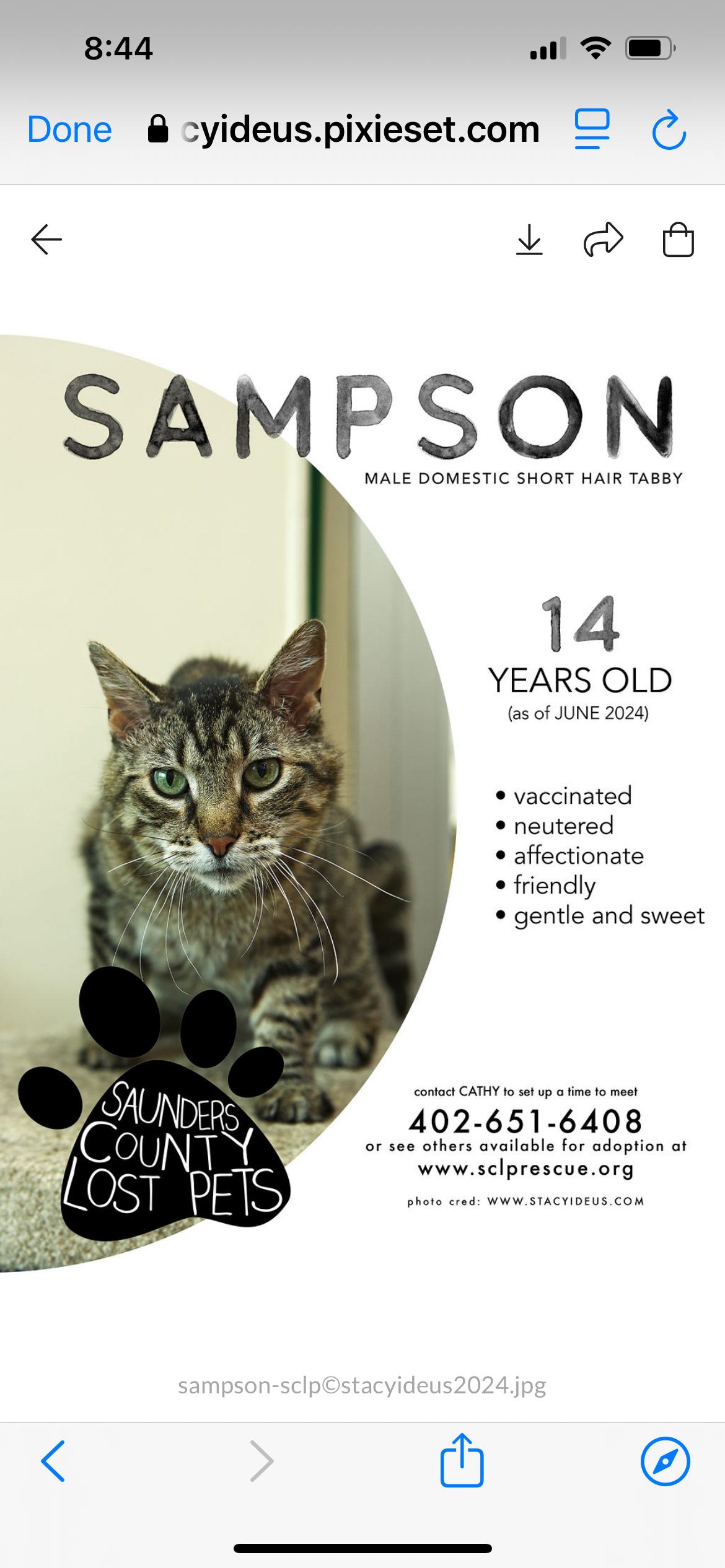 Sampson, Senior Male Domestic Short Hair