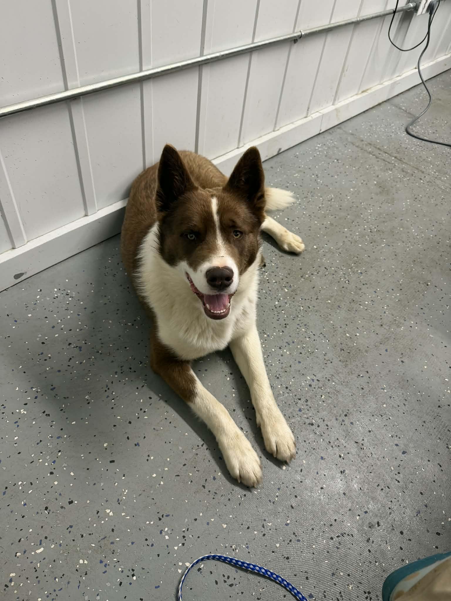 Rocky , ADOPTABLE, Adult Male Husky.