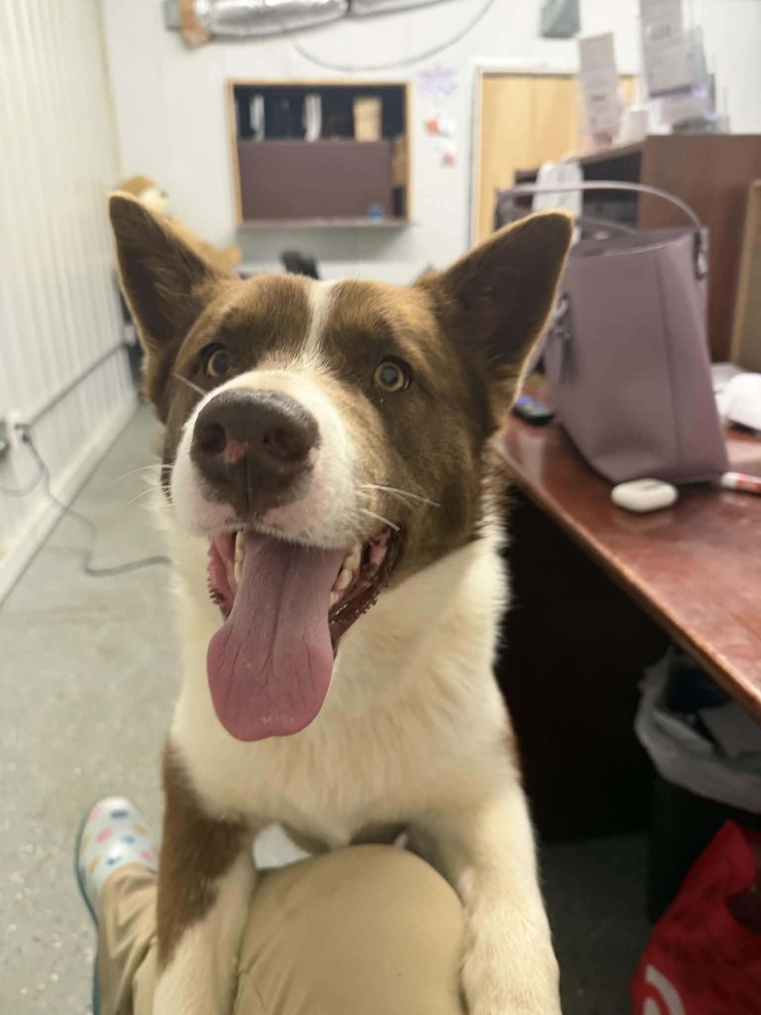 Enlarge Rocky , a ADOPTABLE mixed breed in Jeffersonville, IN image 2/2