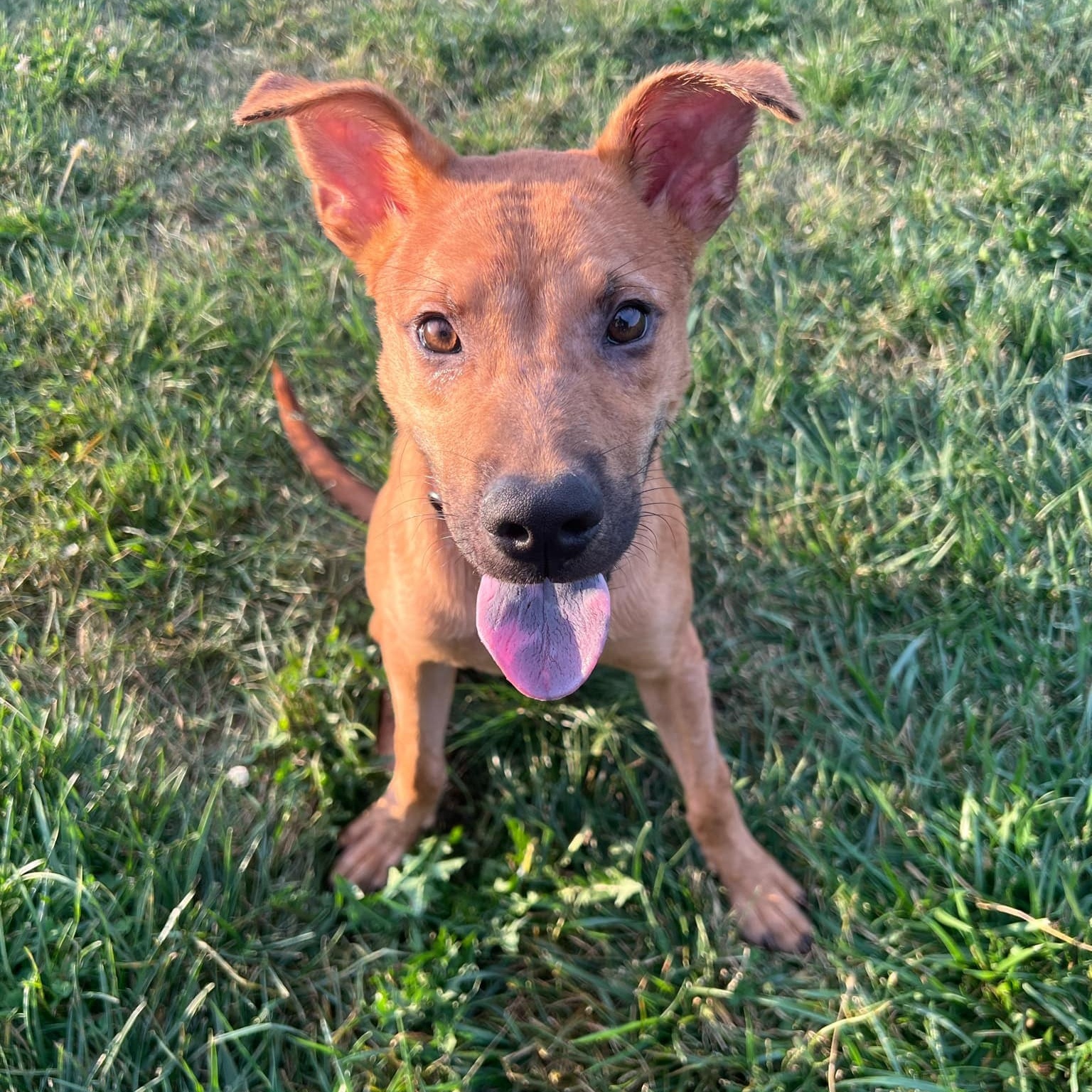 Dog for adoption Titan, an American Staffordshire Terrier Mix in Geneseo , IL Petfinder