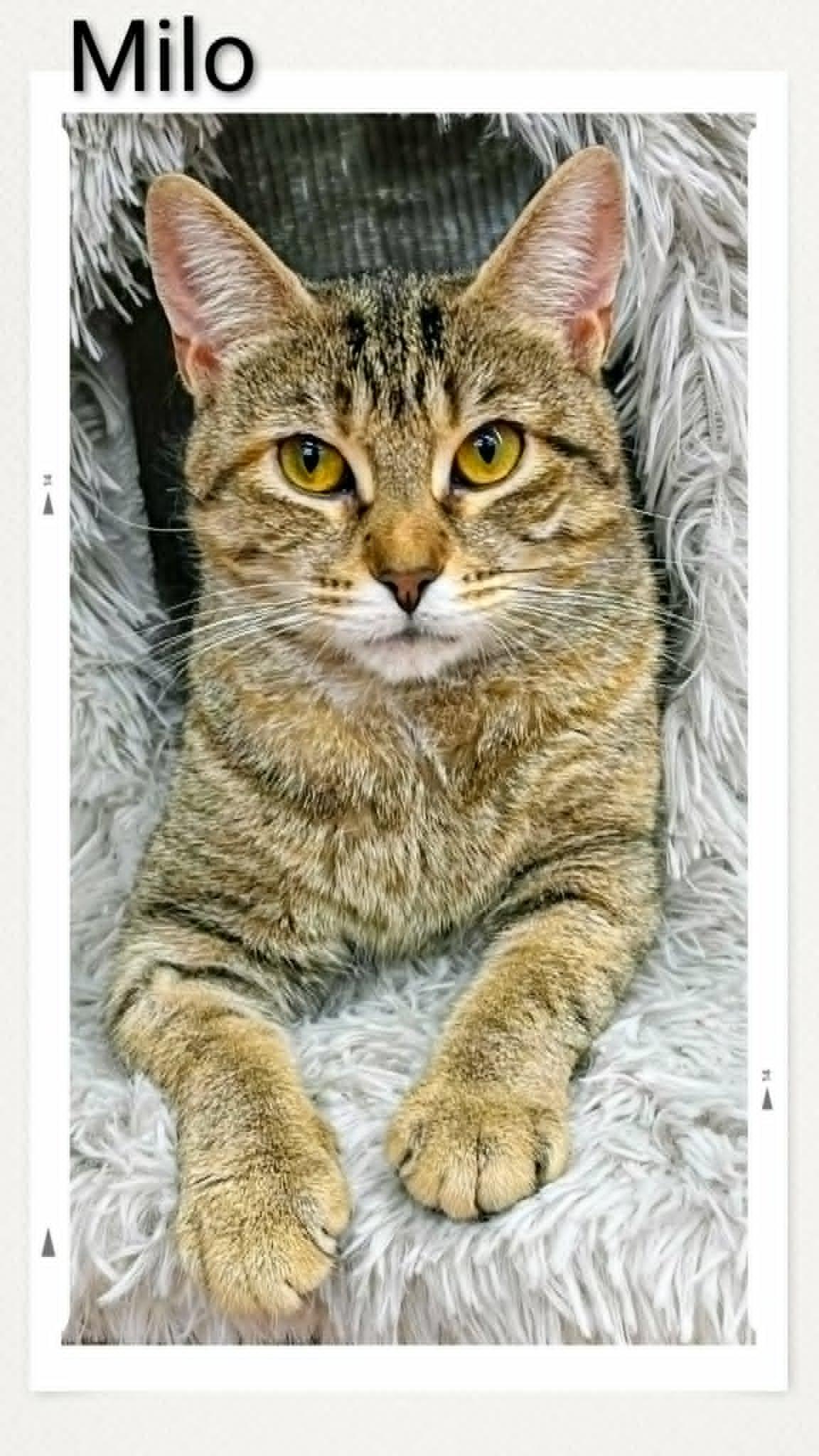 Milo, Adoptable, Young Female Domestic Short Hair.