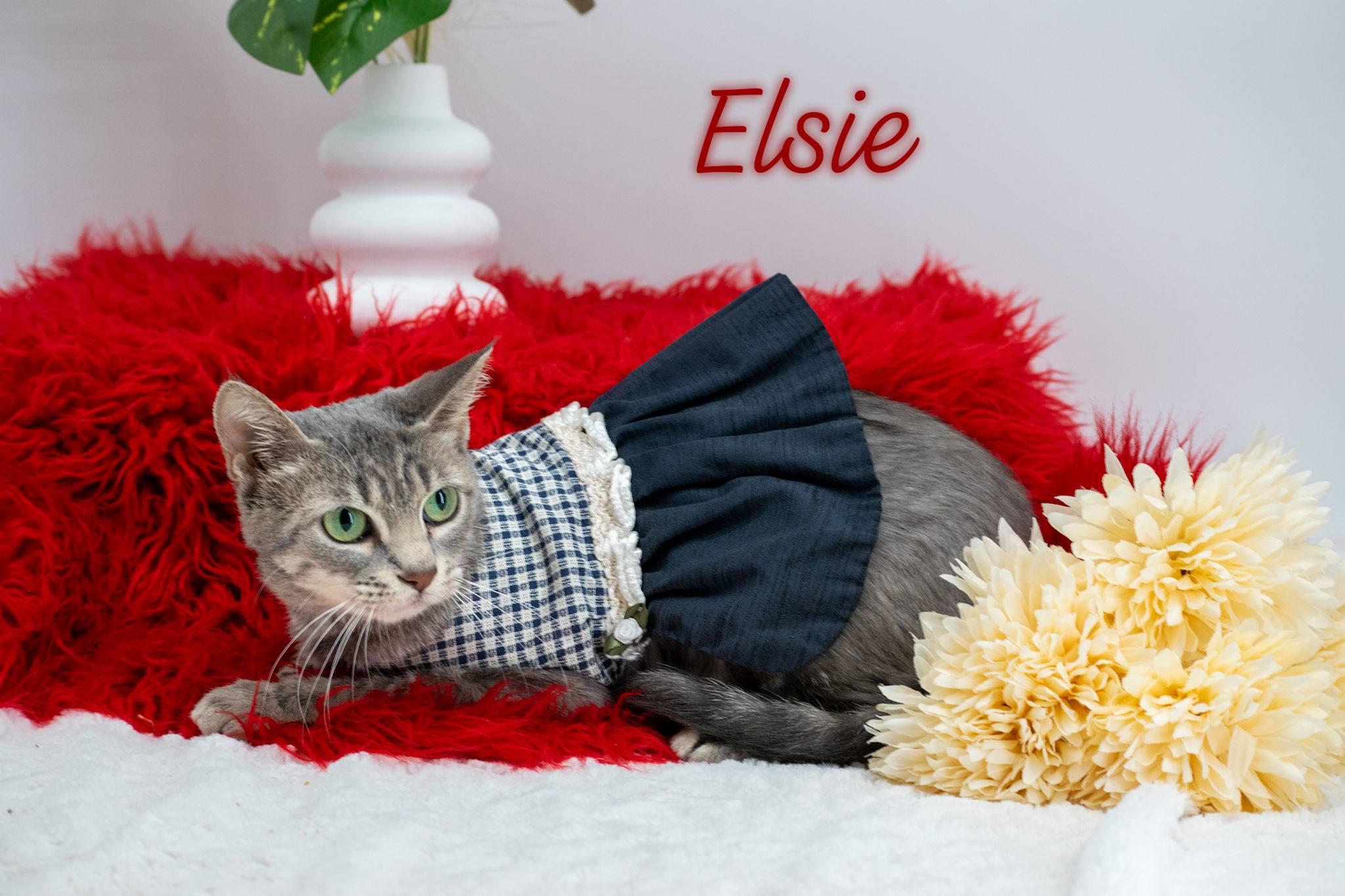 Elsie, ADOPTABLE, Young Female Domestic Short Hair.