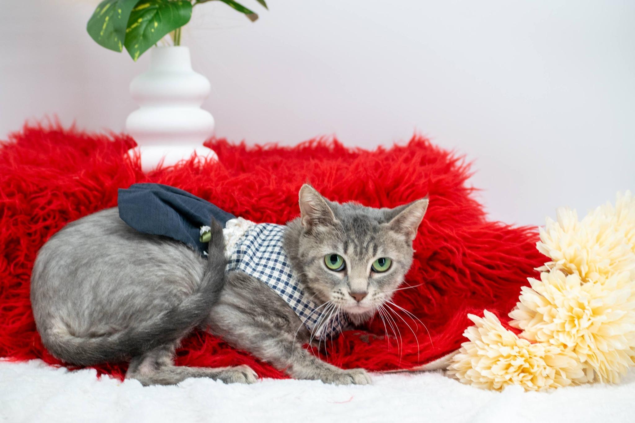 Enlarge Elsie, a ADOPTABLE Domestic Short Hair in Sevierville, TN image 3/4