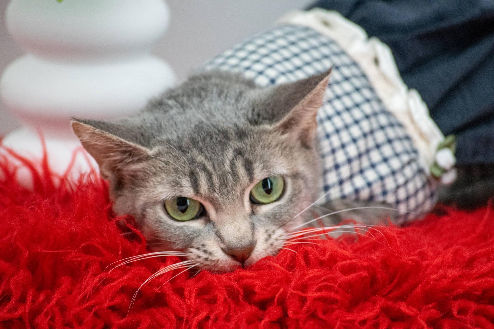 Enlarge Elsie, a ADOPTABLE Domestic Short Hair in Sevierville, TN image 2/4