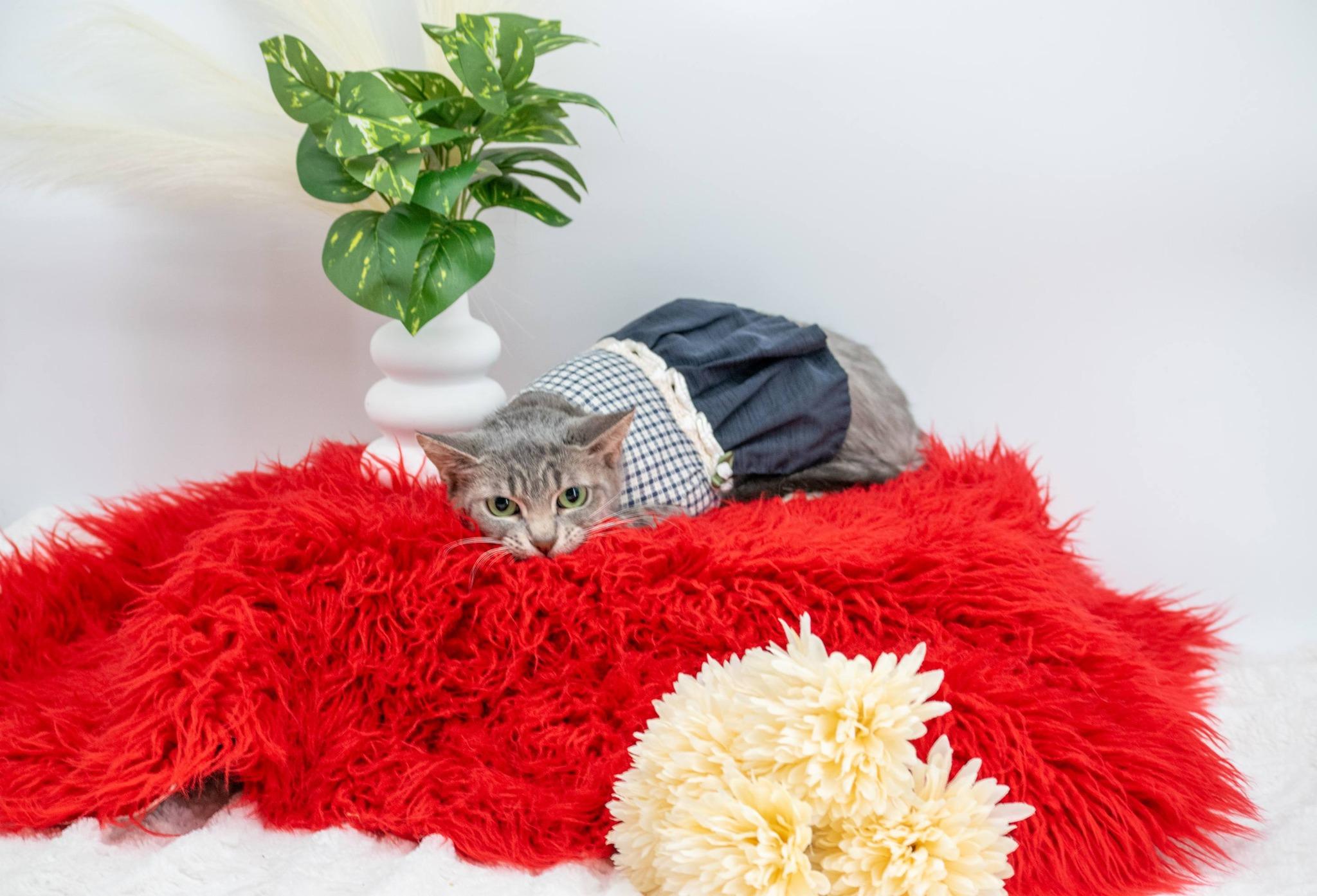 Enlarge Elsie, a ADOPTABLE Domestic Short Hair in Sevierville, TN image 4/4