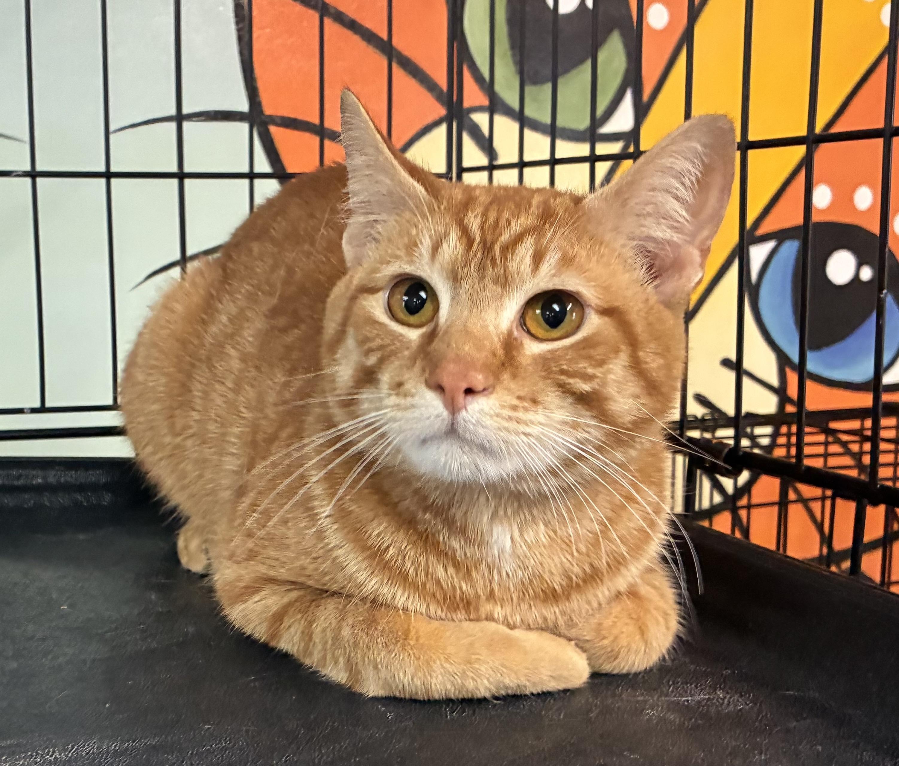 Enlarge Curry, an adopted Domestic Short Hair in Breinigsville, PA image 2/2