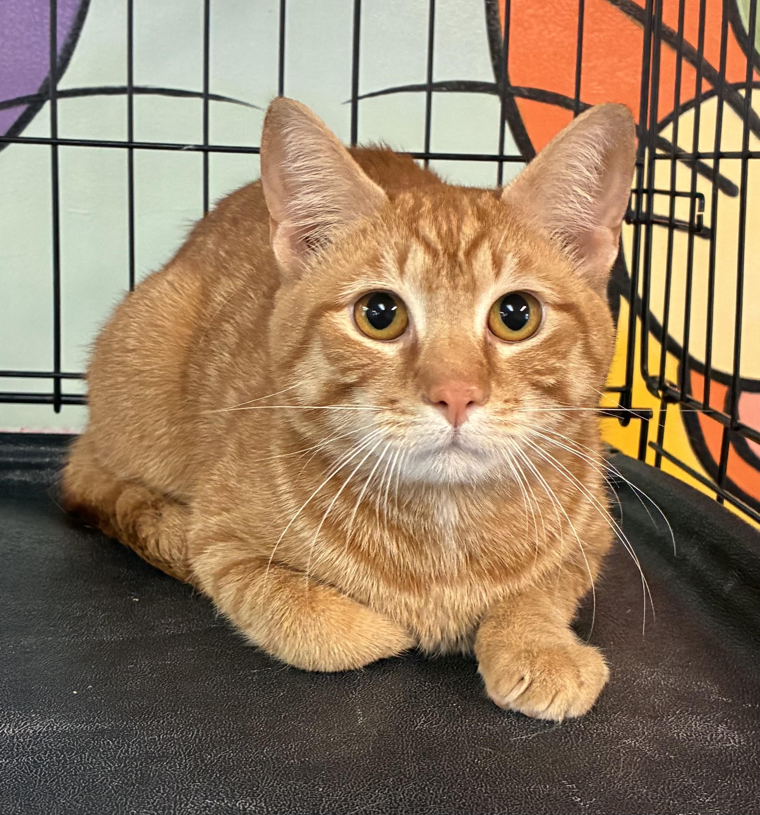 Enlarge Curry, an adopted Domestic Short Hair in Breinigsville, PA image 1/2