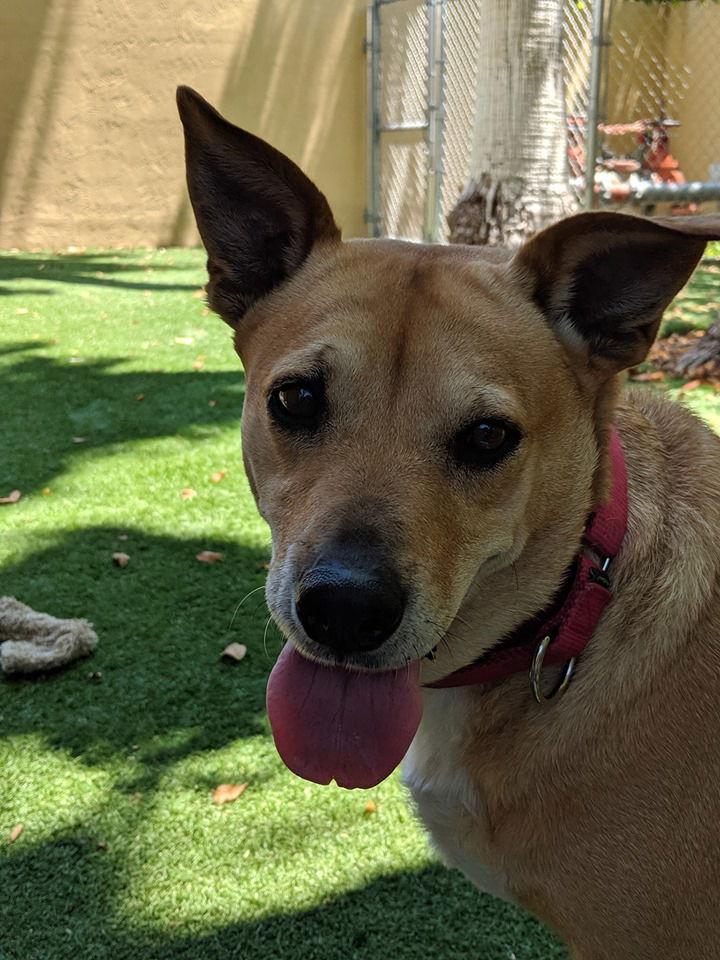 Juliet, Adopted, Adult Female Labrador Retriever & Fox Terrier.