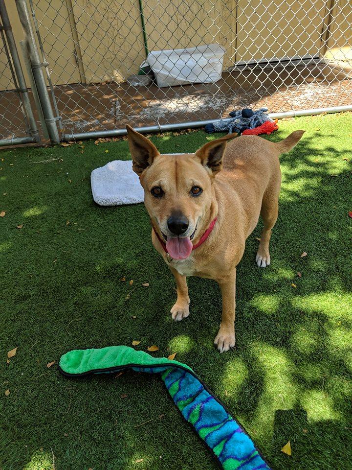 Juliet, a Adopted mixed breed in Pompano Beach, FL image 2/3