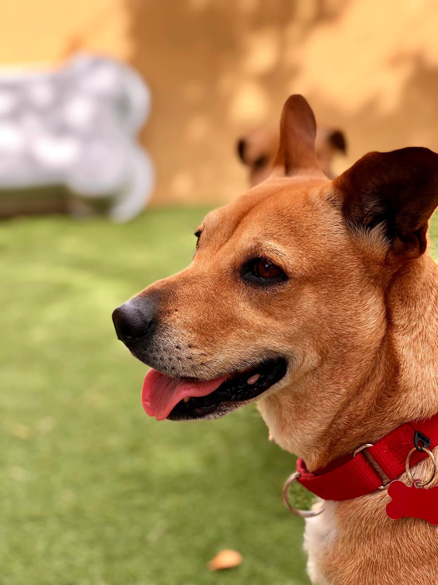 Juliet, a Adopted mixed breed in Pompano Beach, FL image 3/3