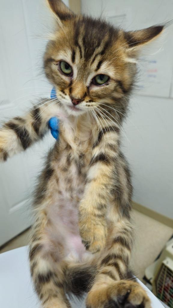 Enlarge Zephyr, a Adoptable mixed breed in Grants Pass, OR image 1/3