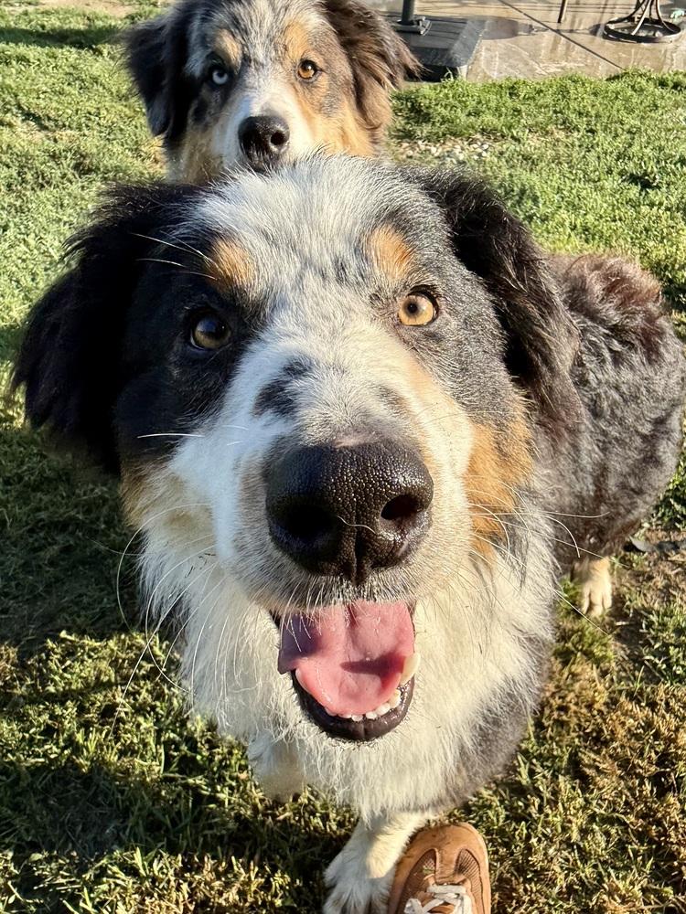 1173 Major, Adoptable, Young Male Australian Shepherd.
