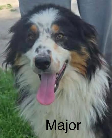 1173 Major, a Adoptable Australian Shepherd in Ringwood, IL image 2/4