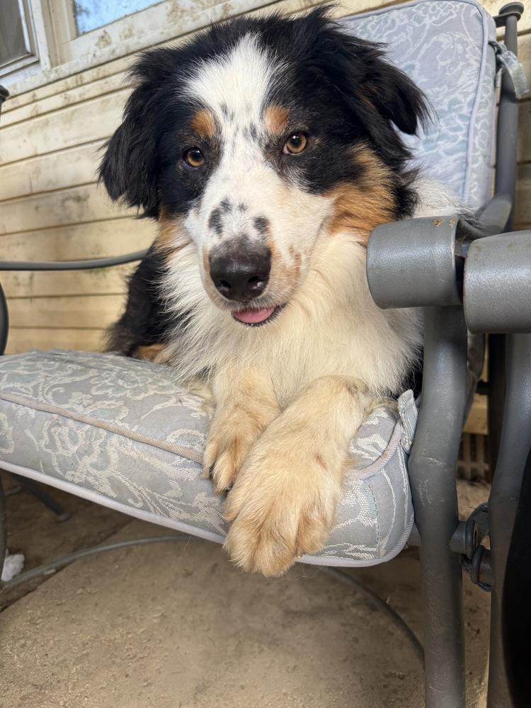 1173 Major, a Adoptable Australian Shepherd in Ringwood, IL image 3/4