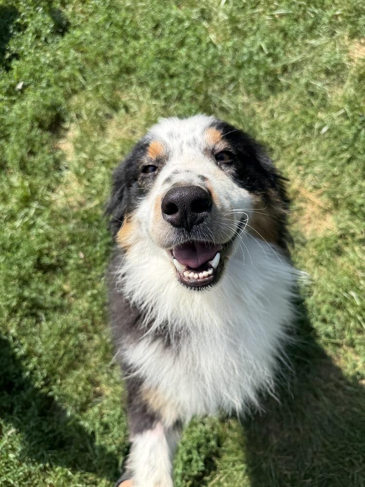 1173 Major, a Adoptable Australian Shepherd in Ringwood, IL image 4/4