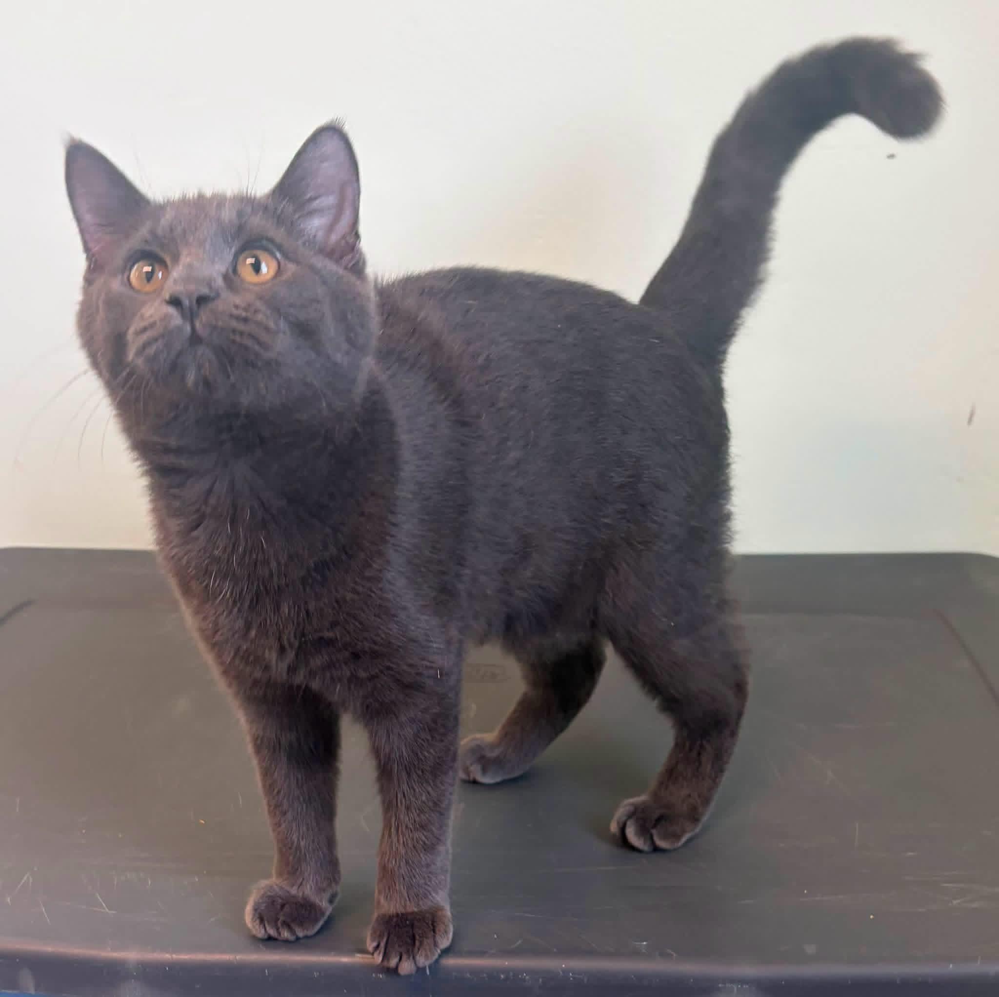 Meeko, Adopted, Young Male Domestic Short Hair.