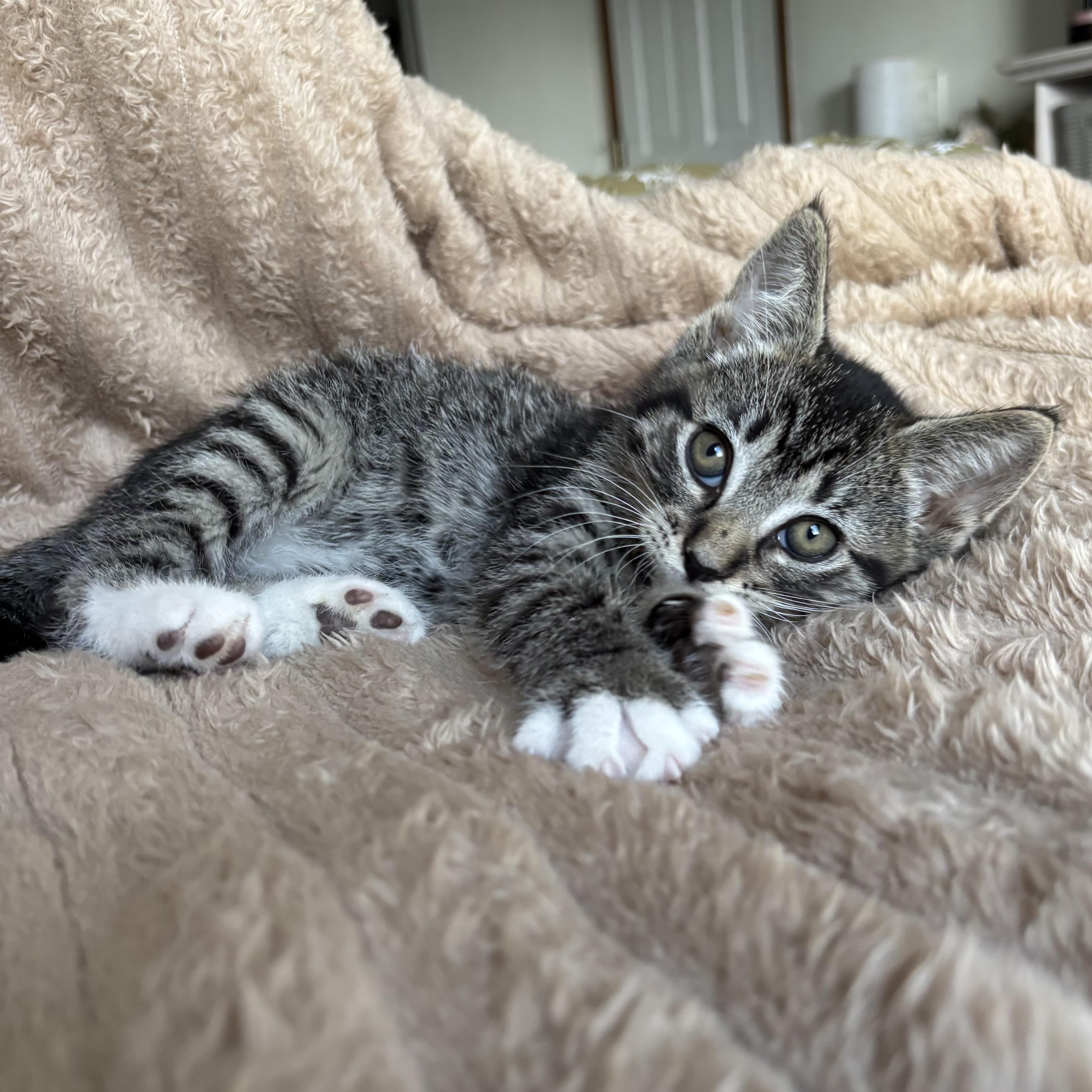 Enlarge Peter, an adoption pending Domestic Short Hair in Monroe, WA image 3/6