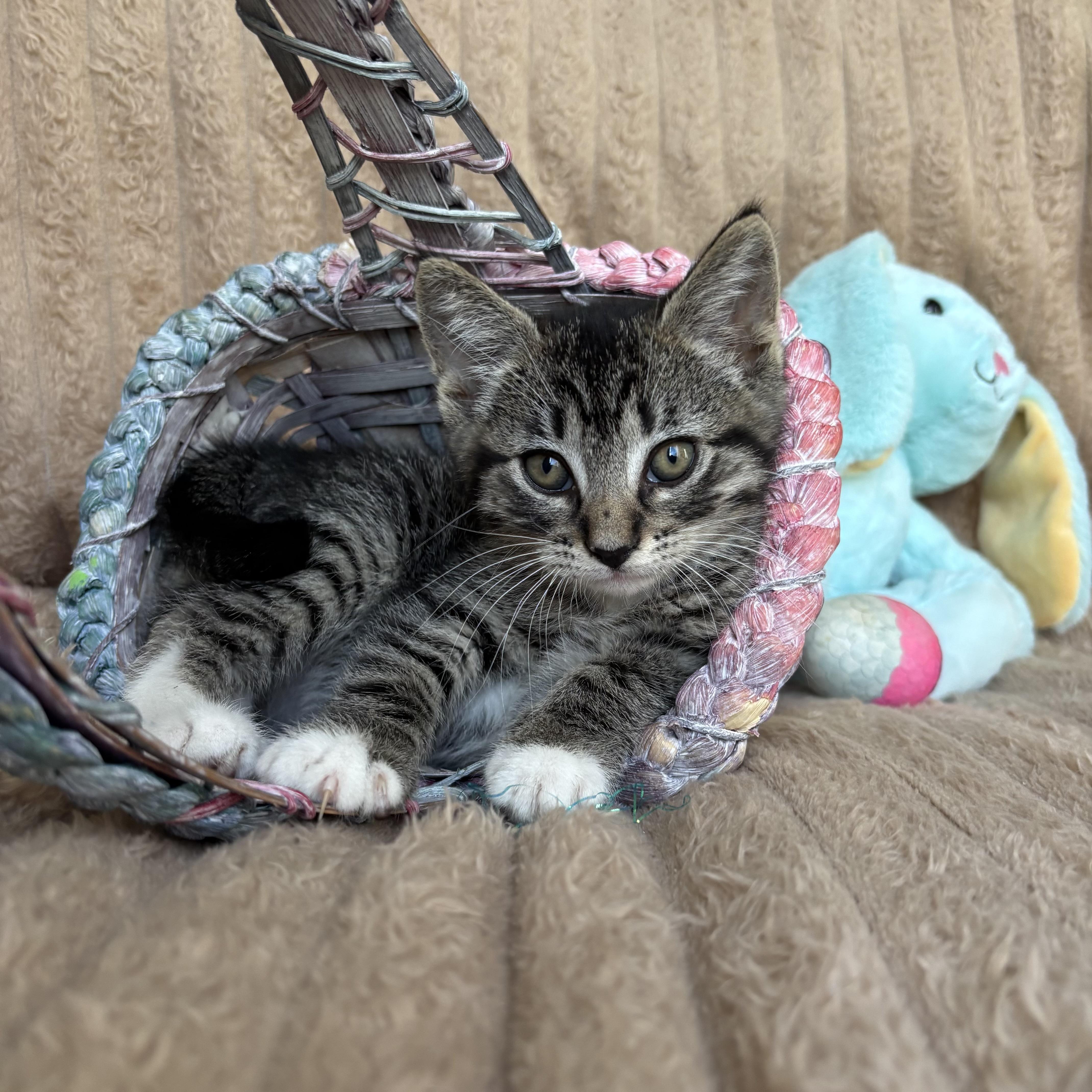 Enlarge Peter, an adoption pending Domestic Short Hair in Monroe, WA image 4/6