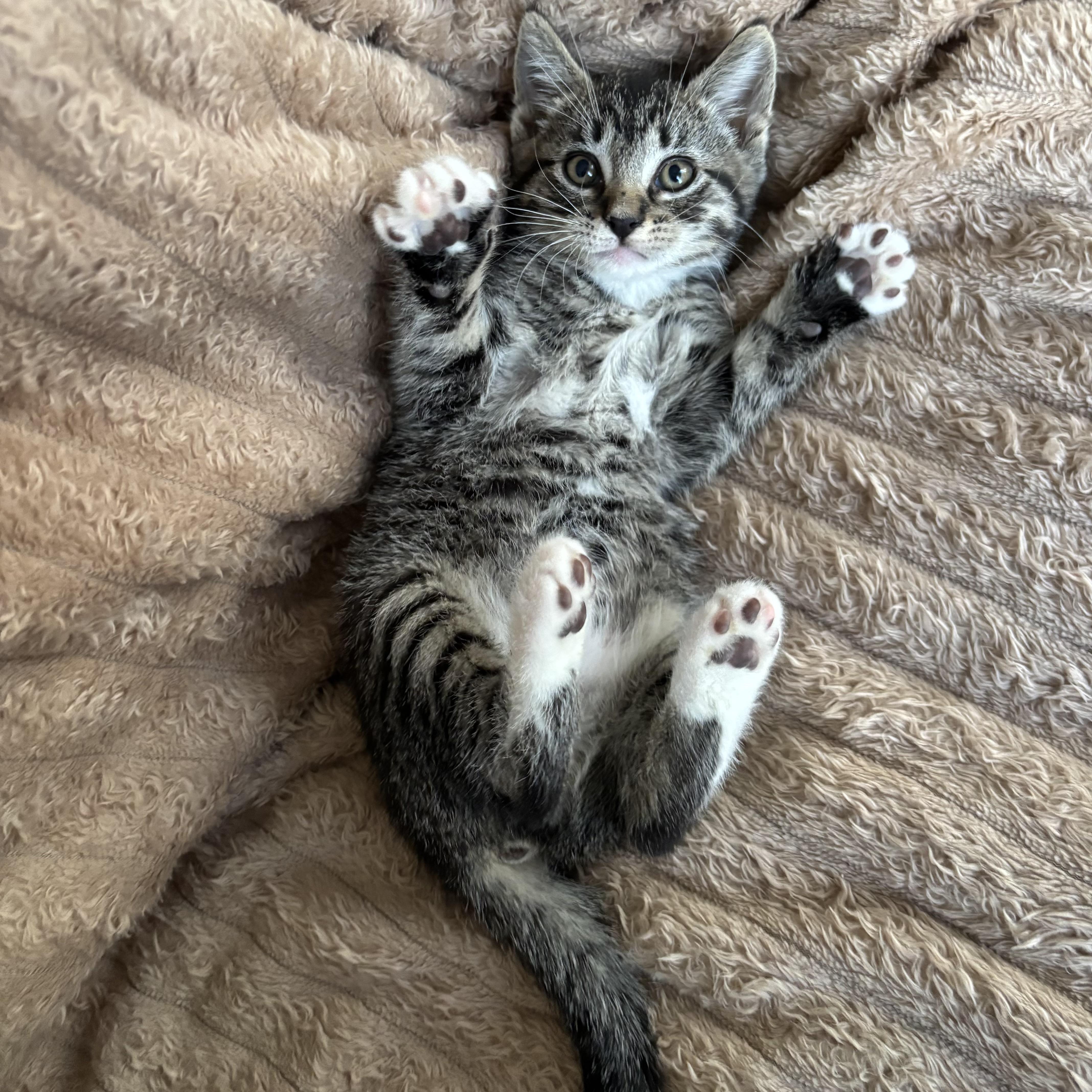 Enlarge Peter, an adoption pending Domestic Short Hair in Monroe, WA image 2/6