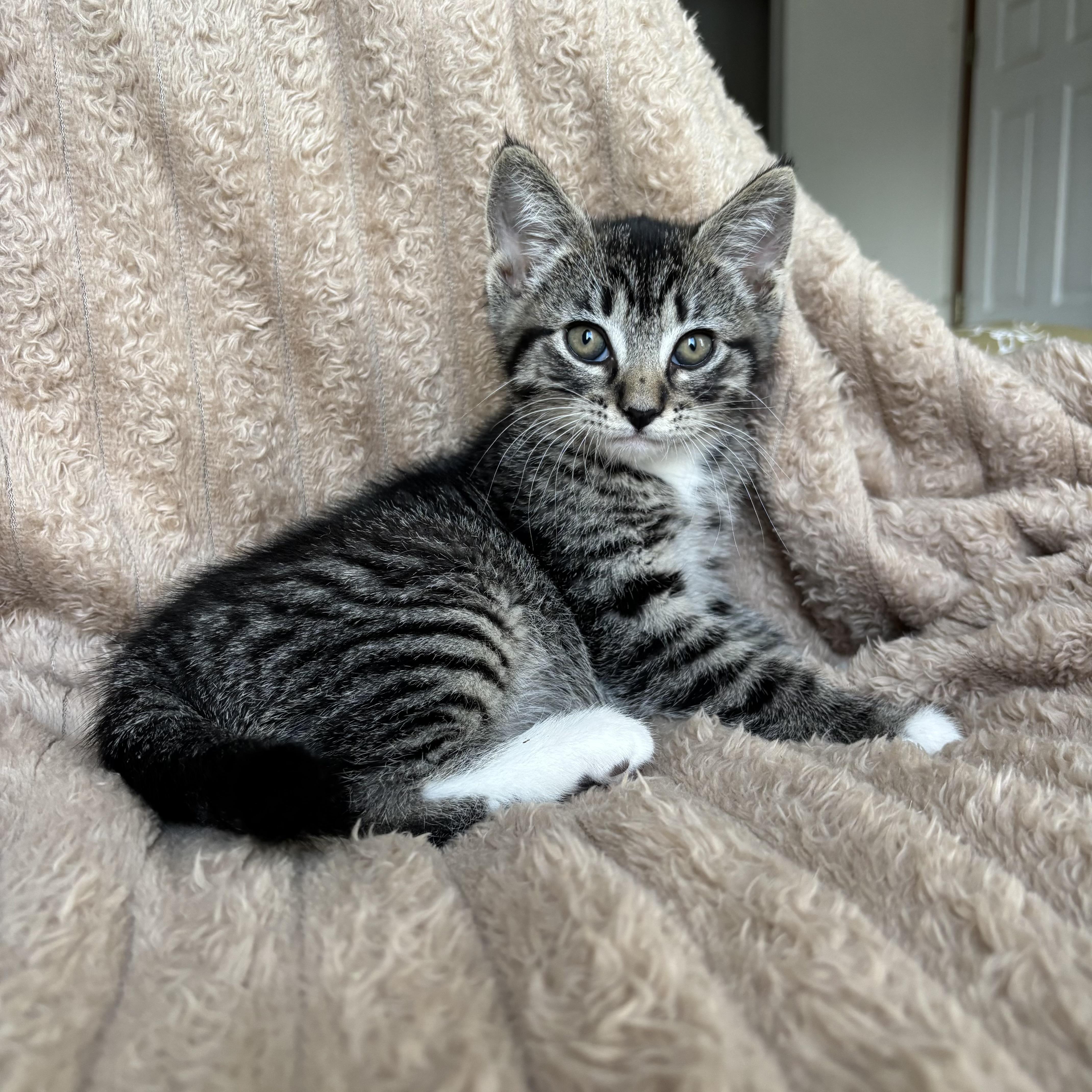 Enlarge Peter, an adoption pending Domestic Short Hair in Monroe, WA image 5/6